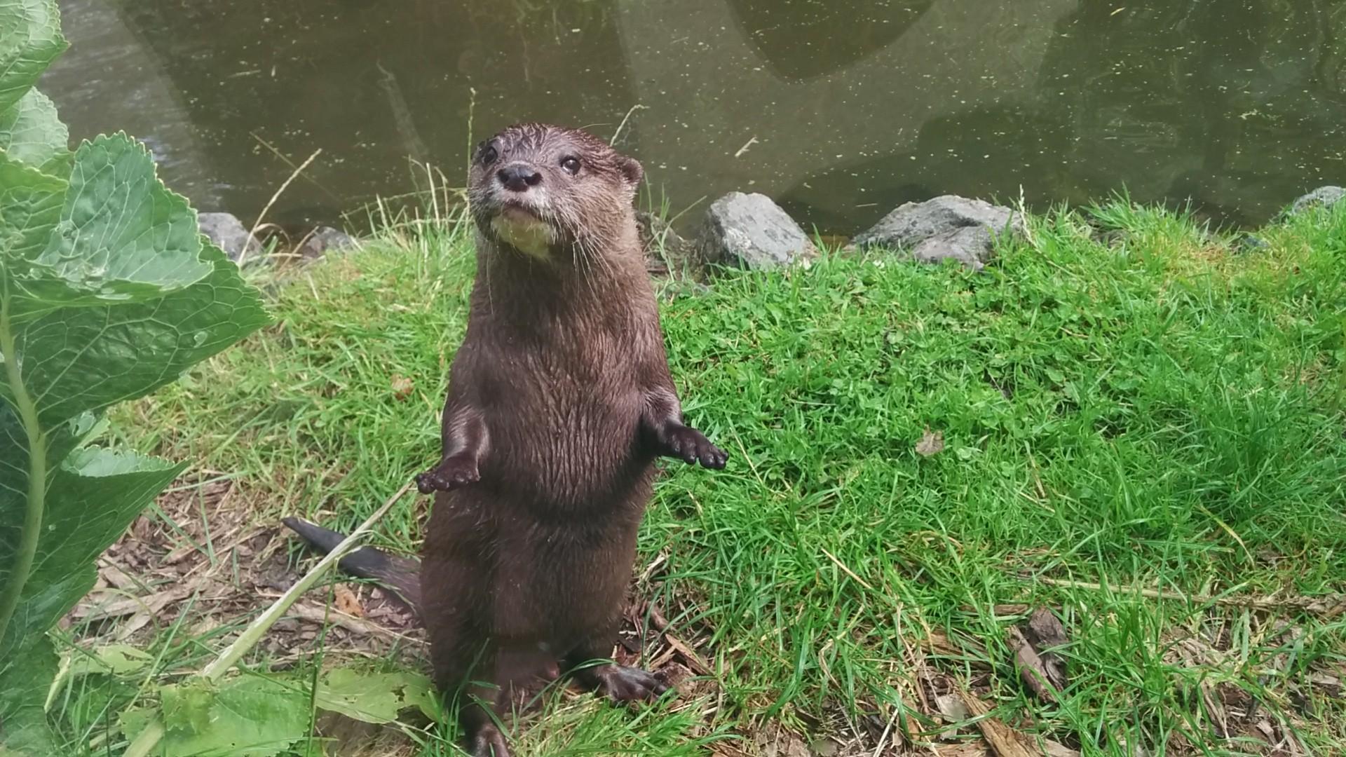 Otter standing up like a cute little thing