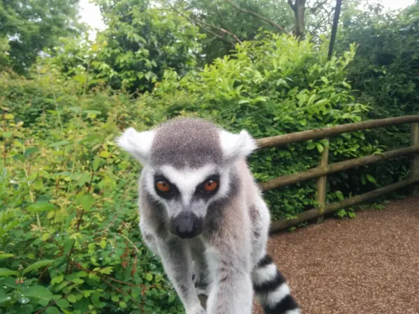 Dudley Zoo — June 2015