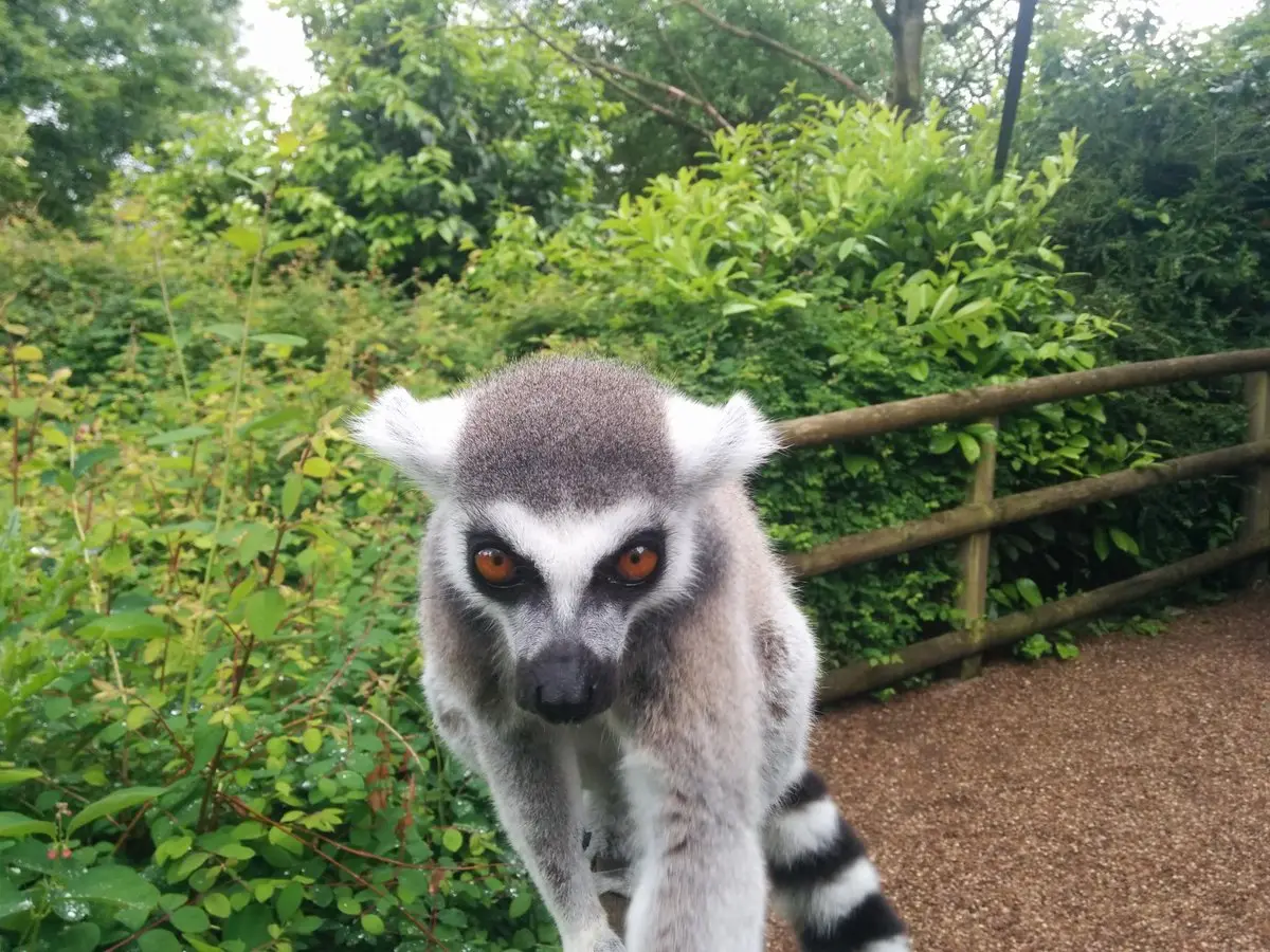 Dudley Zoo — June 2015