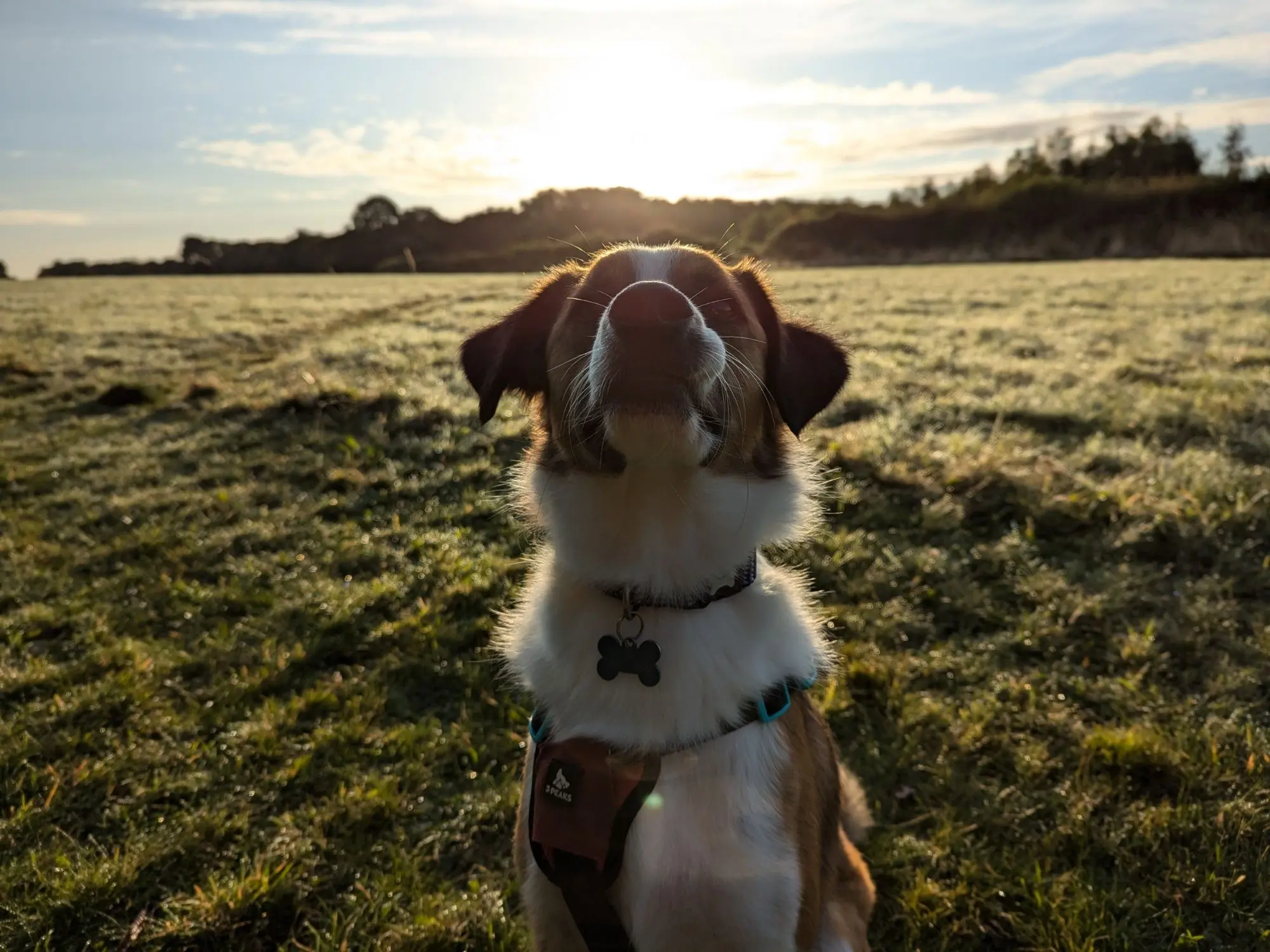 Sherlock at sunrise.