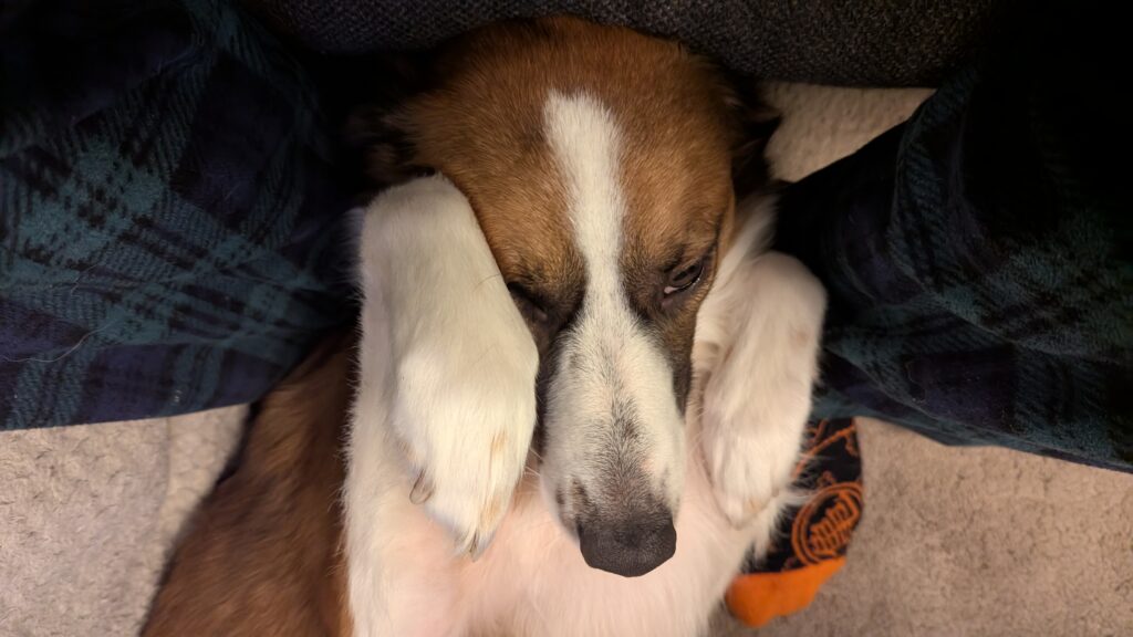 A border collie cross dog with a brown fur head with white stripe down centre of head. His paws are folded up either side of his nose looking coy.