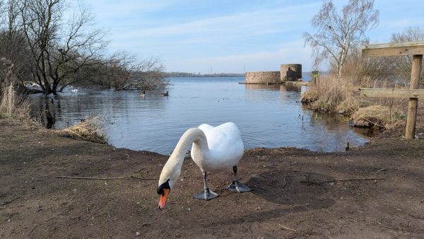 A white swan stands on the small shore of a lake - the lake in the background. The swan is eating frozen peas off the floor.  It is sunny and only the faint remnants of light clouds are in the sky. The foliage and small trees on the shore line have no leaves yet. Just off shore a small stone structure can be seen. 