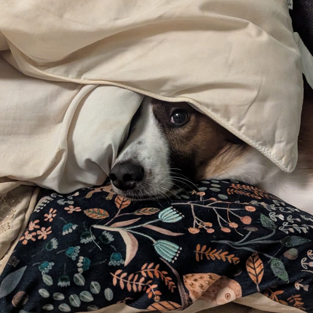 A tan and white faced border collie dog peeps out from between two pillows. Looks ready to sleep.