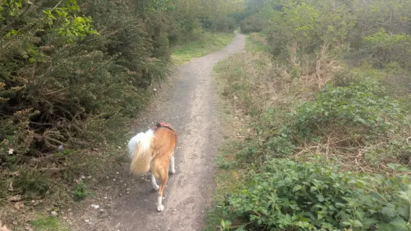 A tan and white coloured border collie dog walks up a path. Either side is foliage and bushes